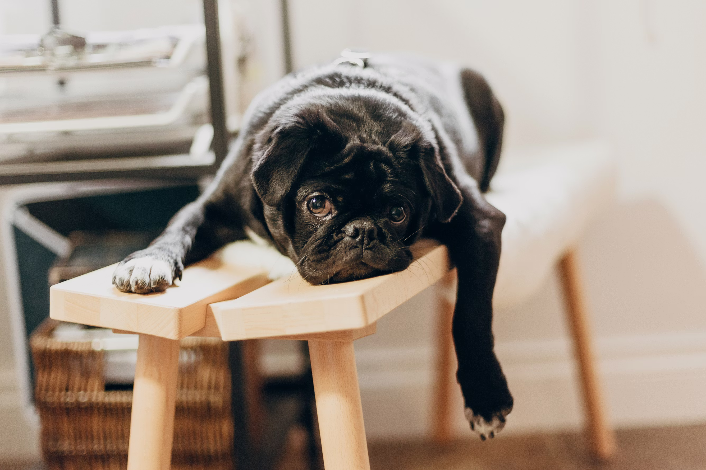 Lethargic dog resting on floor