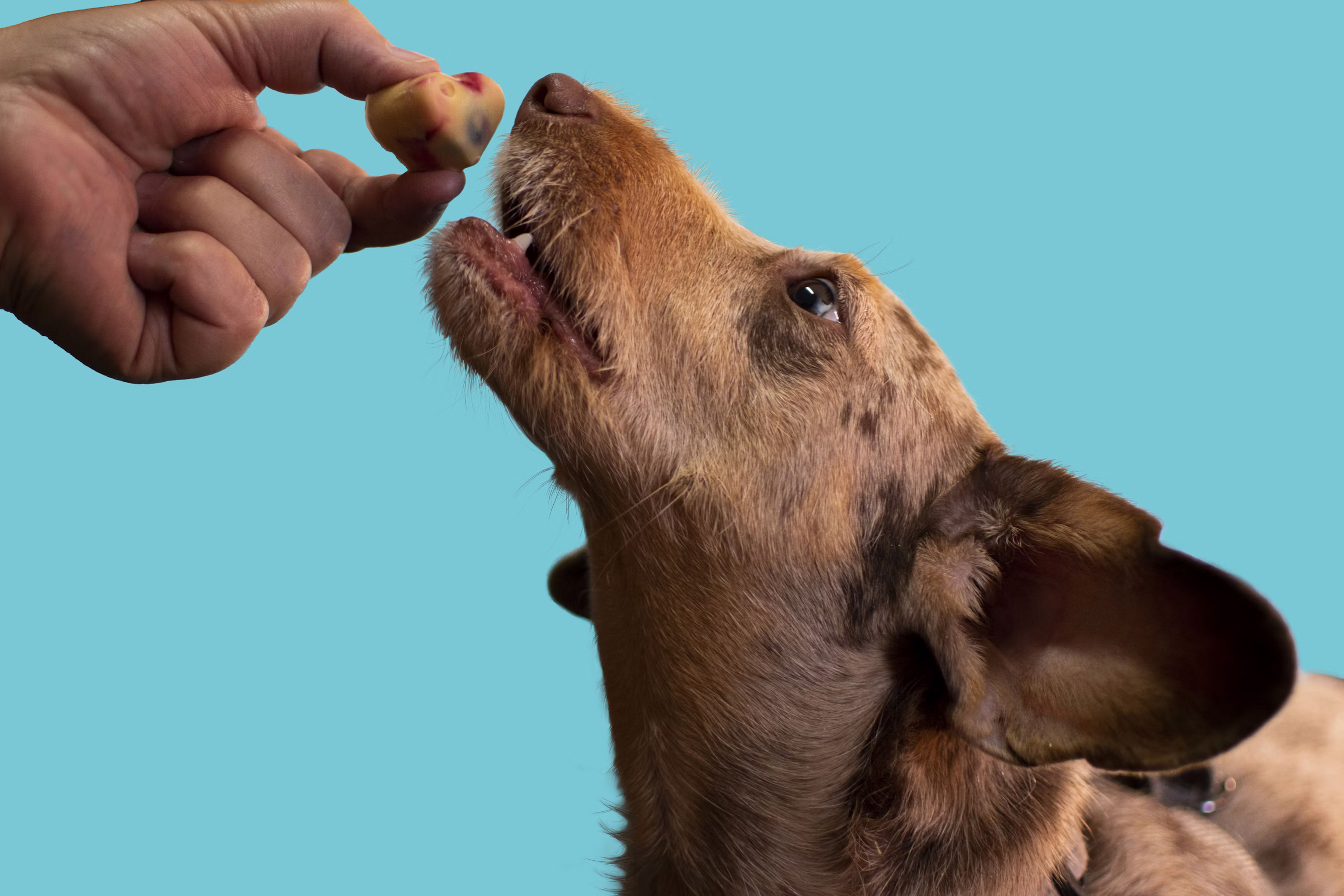 Veterinarian examining a dog